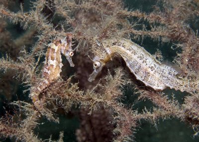 Bringing sea horses and kelp forests back to worlds most iconic harbour