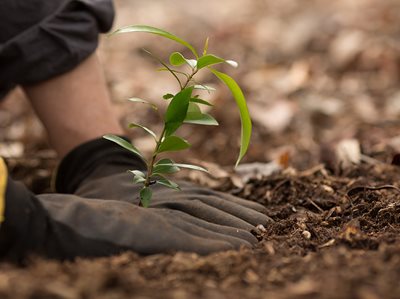 THOUSANDS OF NEW TREES TO BE PLANTED ACROSS GREATER SYDNEY