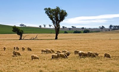 NSW BUDGET: $50 MILLION INJECTION FOR WORLD-CLASS AGRICULTURE RESEARCH