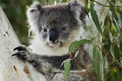 $1 million for Gunnedah Koalas