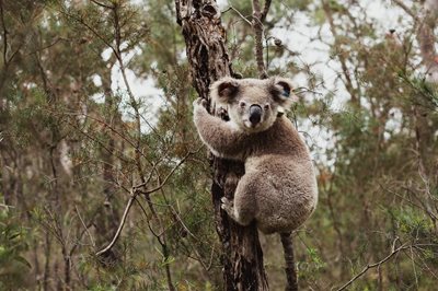 Habitat boost for Northern Rivers koalas