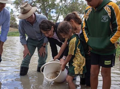 60,000 MURRAY COD RELEASED BACK INTO THE DARLING RIVER