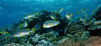 Billion dollar Reef investment backs Queensland communities