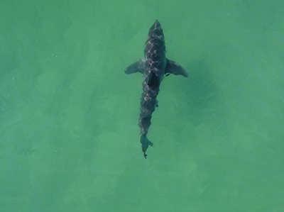 Record investment in NSW shark mitigation measures