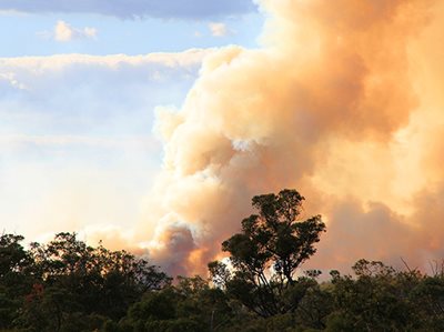 More than 100 new landcare projects for bushfire impacted regions