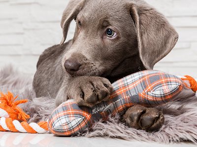 Mobile animal care vehicles to improve emergency rescue response